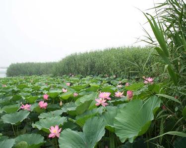 雄县天气预报30天查询,雄县一个月天气