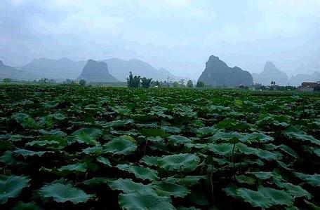 柳江天气预报30天查询,柳江县一个月天气