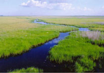 佳木斯洪河自然保护区
