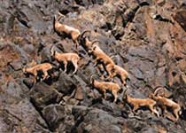 阿勒泰卡拉麦里有蹄类自然保护区