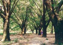 泰兴古银杏森林公园天气
