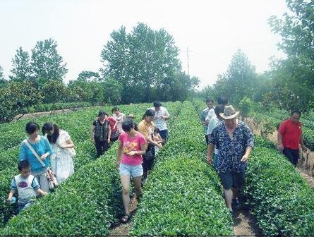 日照御青茶博园风景区