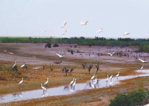 东营河口生态游乐园