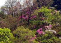 延庆松山森林旅游区