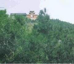 孝感白兆山