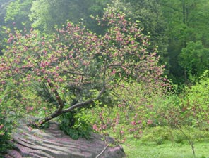 株洲桃源山天气