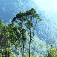 榆林神木臭柏自然保护区天气