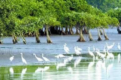 深圳红树林自然保护区天气 深圳红树林自然保护区天气